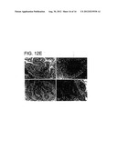 COMPOSITIONS AND METHODS OF GENERATING REPROGRAMMED ADIPOCYTE CELLS AND     METHODS OF USE THEREFORE diagram and image