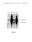 MATERIALS AND METHODS FOR DIAGNOSING AND TREATING SHELLFISH ALLERGY diagram and image