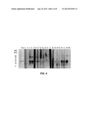 MATERIALS AND METHODS FOR DIAGNOSING AND TREATING SHELLFISH ALLERGY diagram and image