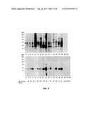 MATERIALS AND METHODS FOR DIAGNOSING AND TREATING SHELLFISH ALLERGY diagram and image