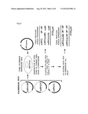 INTRANASAL SPRAY-TYPE TUBERCULOSIS VACCINE USING PARAMYXOVIRUS VECTOR diagram and image