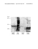 INTRANASAL SPRAY-TYPE TUBERCULOSIS VACCINE USING PARAMYXOVIRUS VECTOR diagram and image