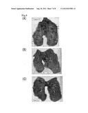 INTRANASAL SPRAY-TYPE TUBERCULOSIS VACCINE USING PARAMYXOVIRUS VECTOR diagram and image