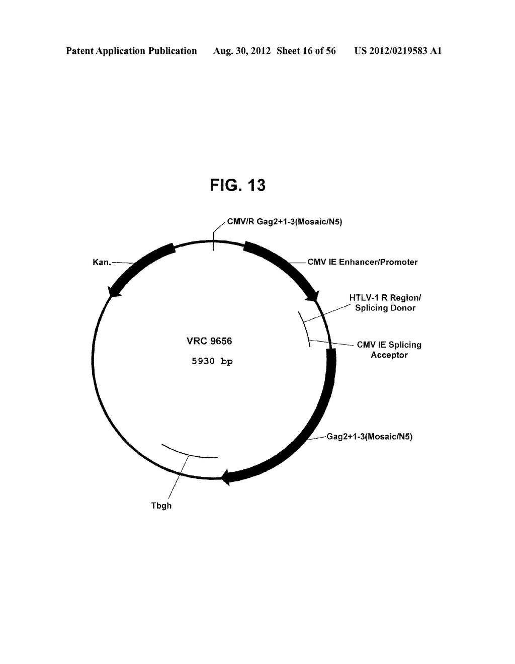 NUCLEIC ACID SEQUENCES ENCODING EXPANDABLE HIV MOSAIC PROTEINS - diagram, schematic, and image 17