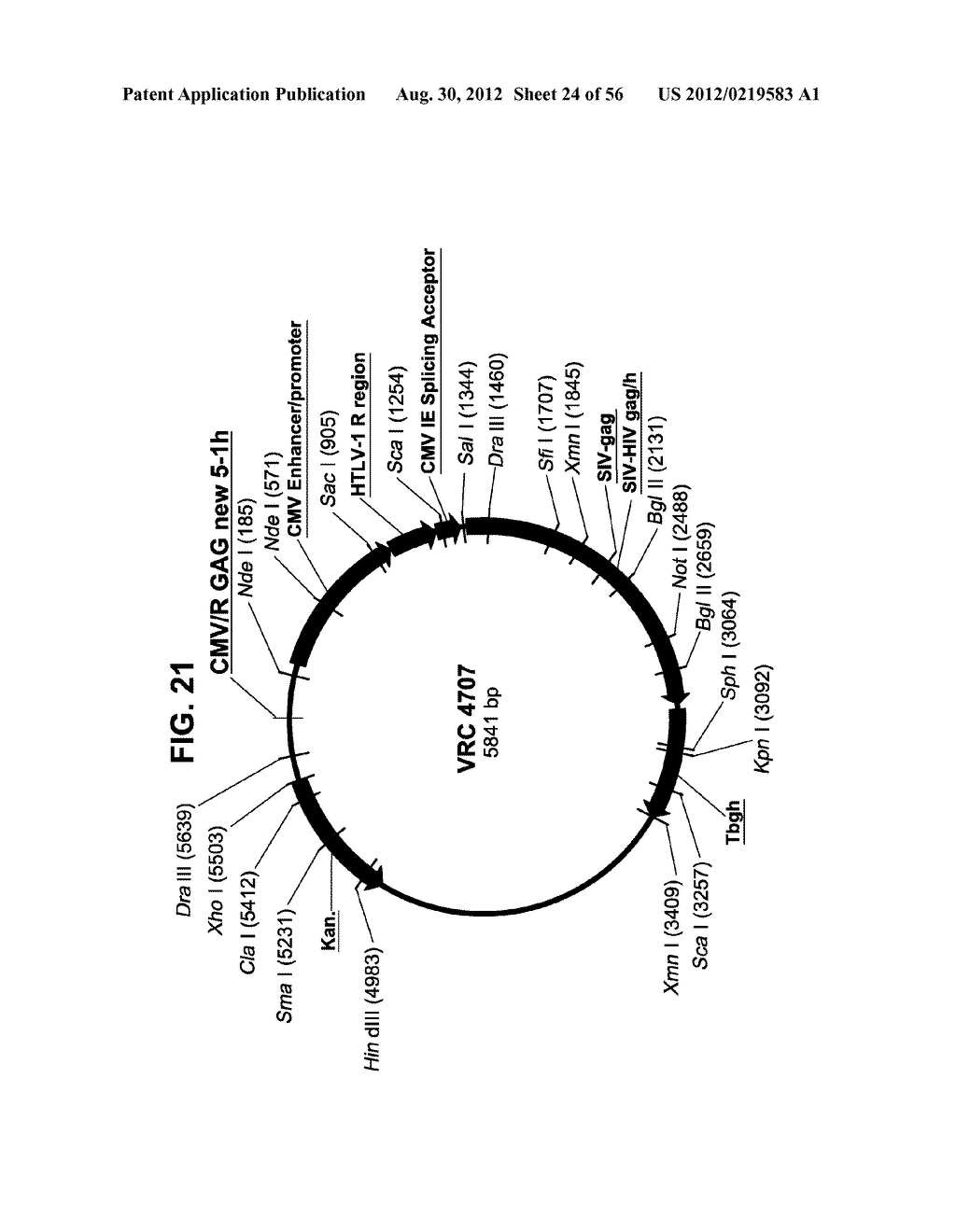 NUCLEIC ACID SEQUENCES ENCODING EXPANDABLE HIV MOSAIC PROTEINS - diagram, schematic, and image 25