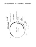 NUCLEIC ACID SEQUENCES ENCODING EXPANDABLE HIV MOSAIC PROTEINS diagram and image