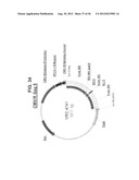 NUCLEIC ACID SEQUENCES ENCODING EXPANDABLE HIV MOSAIC PROTEINS diagram and image