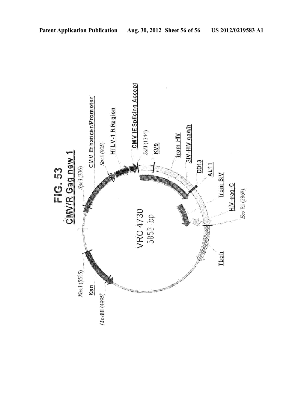 NUCLEIC ACID SEQUENCES ENCODING EXPANDABLE HIV MOSAIC PROTEINS - diagram, schematic, and image 57