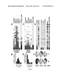 DNA METHYLATION MARKERS ASSOCIATED WITH THE CPG ISLAND METHYLATOR     PHENOTYPE (CIMP) IN HUMAN COLORECTAL CANCER diagram and image