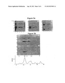 MASP 2, A COMPLEMENT-FIXING ENZYME, AND USES FOR IT diagram and image