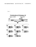 CHOLINERGIC/SEROTONINERGIC RECEPTOR AND USES THEREOF diagram and image