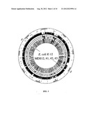 PROPHAGE ELEMENT-FREE BACTERIA diagram and image