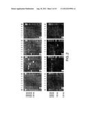 PROPHAGE ELEMENT-FREE BACTERIA diagram and image