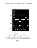 PROPHAGE ELEMENT-FREE BACTERIA diagram and image