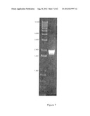 STRAINS OF ESCHERICHIA COLI MODIFIED BY METABOLIC ENGINEERING TO PRODUCE     CHEMICAL COMPOUNDS FROM HYDROLYZED LIGNOCELLULOSE, PENTOSES, HEXOSES AND     OTHER CARBON SOURCES diagram and image