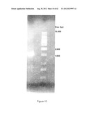 STRAINS OF ESCHERICHIA COLI MODIFIED BY METABOLIC ENGINEERING TO PRODUCE     CHEMICAL COMPOUNDS FROM HYDROLYZED LIGNOCELLULOSE, PENTOSES, HEXOSES AND     OTHER CARBON SOURCES diagram and image