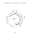 STRAINS OF ESCHERICHIA COLI MODIFIED BY METABOLIC ENGINEERING TO PRODUCE     CHEMICAL COMPOUNDS FROM HYDROLYZED LIGNOCELLULOSE, PENTOSES, HEXOSES AND     OTHER CARBON SOURCES diagram and image