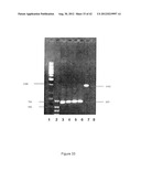 STRAINS OF ESCHERICHIA COLI MODIFIED BY METABOLIC ENGINEERING TO PRODUCE     CHEMICAL COMPOUNDS FROM HYDROLYZED LIGNOCELLULOSE, PENTOSES, HEXOSES AND     OTHER CARBON SOURCES diagram and image