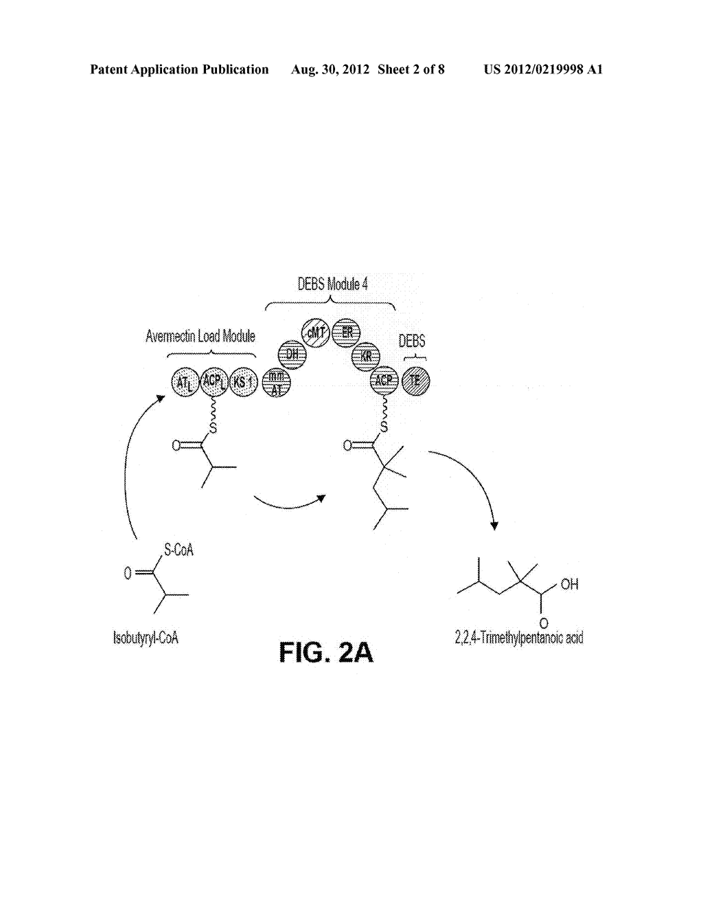 Producing a Trimethylpentanoic Acid Using Hybrid Polyketide Synthases - diagram, schematic, and image 03