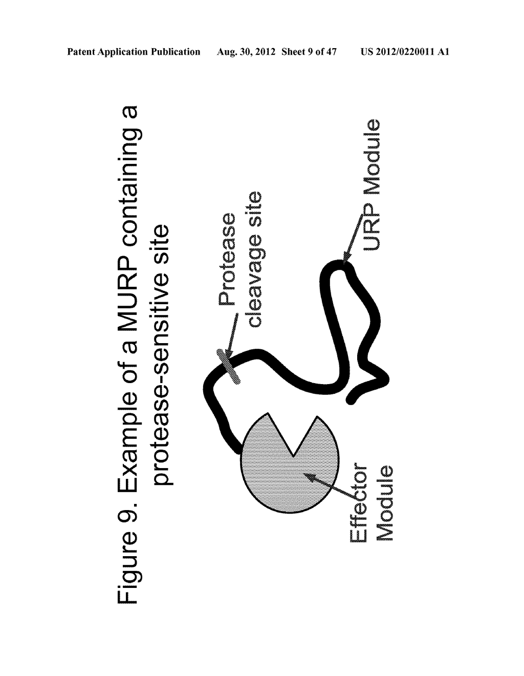 UNSTRUCTURED RECOMBINANT POLYMERS AND USES THEREOF - diagram, schematic, and image 10