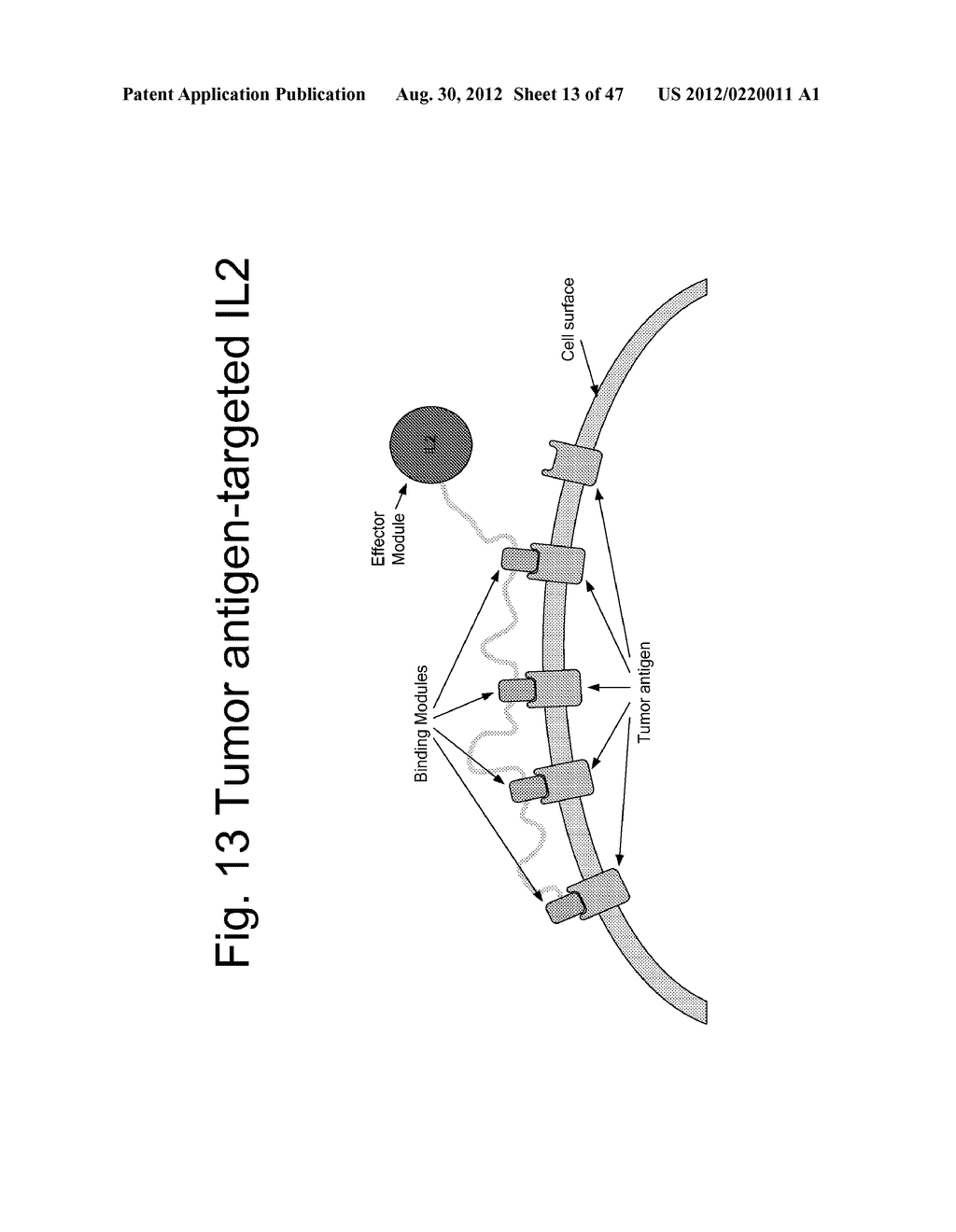 UNSTRUCTURED RECOMBINANT POLYMERS AND USES THEREOF - diagram, schematic, and image 14