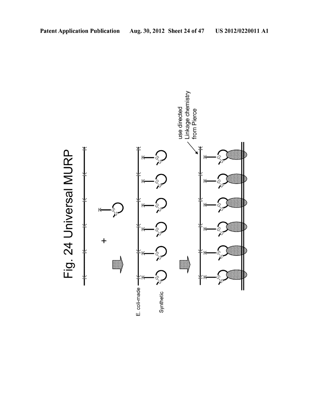 UNSTRUCTURED RECOMBINANT POLYMERS AND USES THEREOF - diagram, schematic, and image 25