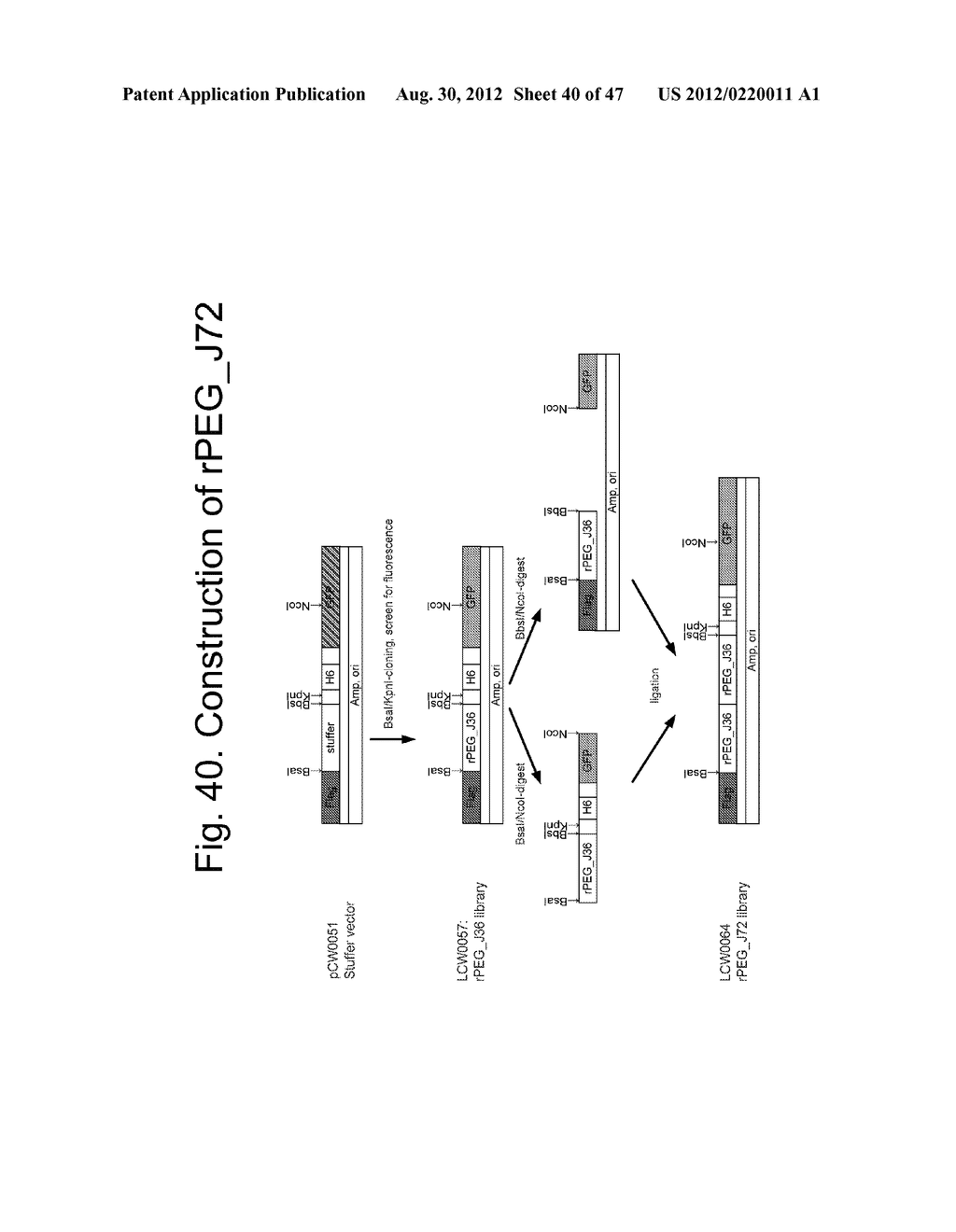 UNSTRUCTURED RECOMBINANT POLYMERS AND USES THEREOF - diagram, schematic, and image 41