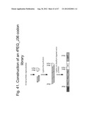 UNSTRUCTURED RECOMBINANT POLYMERS AND USES THEREOF diagram and image