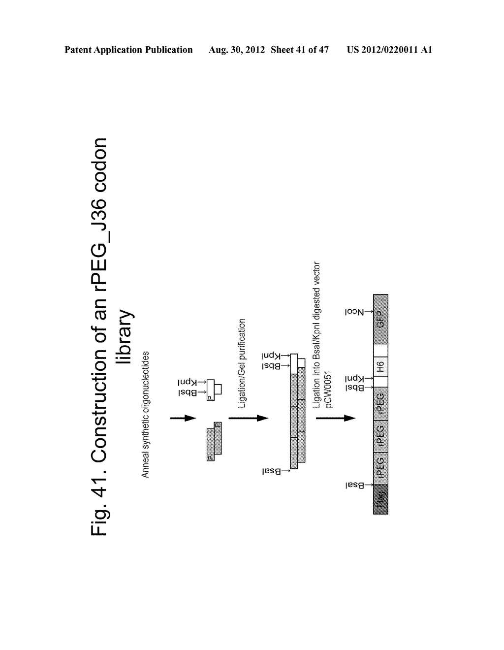 UNSTRUCTURED RECOMBINANT POLYMERS AND USES THEREOF - diagram, schematic, and image 42