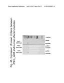 UNSTRUCTURED RECOMBINANT POLYMERS AND USES THEREOF diagram and image