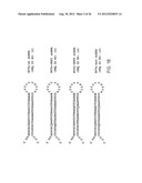 INHIBITION OF VIRAL GENE EXPRESSION USING SMALL INTERFERING RNA diagram and image