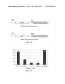 INHIBITION OF VIRAL GENE EXPRESSION USING SMALL INTERFERING RNA diagram and image