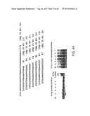 INHIBITION OF VIRAL GENE EXPRESSION USING SMALL INTERFERING RNA diagram and image