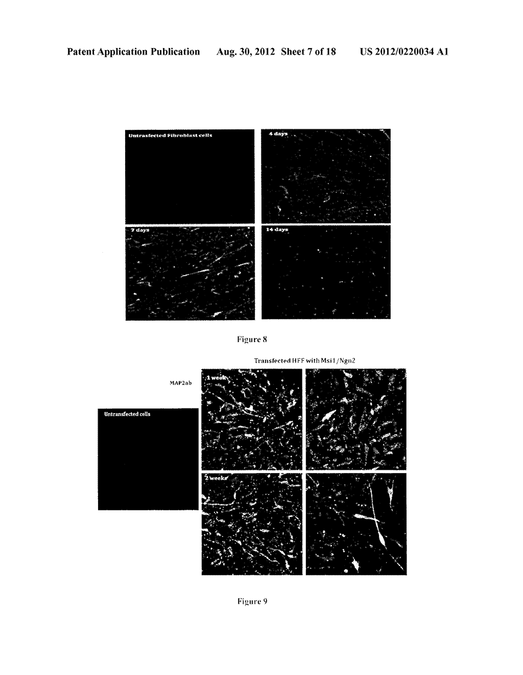 Methods for Reprogramming Cells and Uses Thereof - diagram, schematic, and image 08