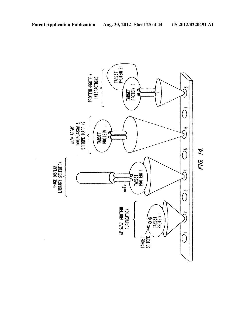 RETENTATE CHROMATOGRAPHY AND PROTEIN CHIP ARRAYS WITH APPLICATIONS IN     BIOLOGY AND MEDICINE - diagram, schematic, and image 26