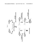 siRNA Targeting Catenin, Beta-1 (CTNNB1) diagram and image