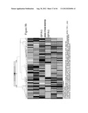siRNA Targeting Catenin, Beta-1 (CTNNB1) diagram and image