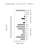 siRNA Targeting Catenin, Beta-1 (CTNNB1) diagram and image