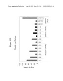 siRNA Targeting Catenin, Beta-1 (CTNNB1) diagram and image