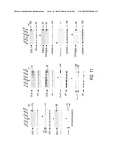 siRNA Targeting Catenin, Beta-1 (CTNNB1) diagram and image