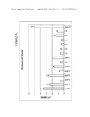 siRNA Targeting Catenin, Beta-1 (CTNNB1) diagram and image