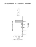 siRNA Targeting Catenin, Beta-1 (CTNNB1) diagram and image