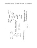 Glycopegylation Methods and Proteins/Peptides Produced by the Methods diagram and image