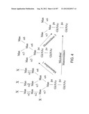 Glycopegylation Methods and Proteins/Peptides Produced by the Methods diagram and image