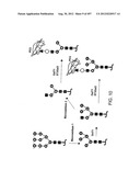 Glycopegylation Methods and Proteins/Peptides Produced by the Methods diagram and image