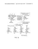 Glycopegylation Methods and Proteins/Peptides Produced by the Methods diagram and image