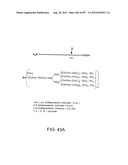 Glycopegylation Methods and Proteins/Peptides Produced by the Methods diagram and image