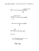 Glycopegylation Methods and Proteins/Peptides Produced by the Methods diagram and image