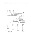 Glycopegylation Methods and Proteins/Peptides Produced by the Methods diagram and image