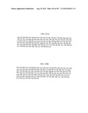 Glycopegylation Methods and Proteins/Peptides Produced by the Methods diagram and image